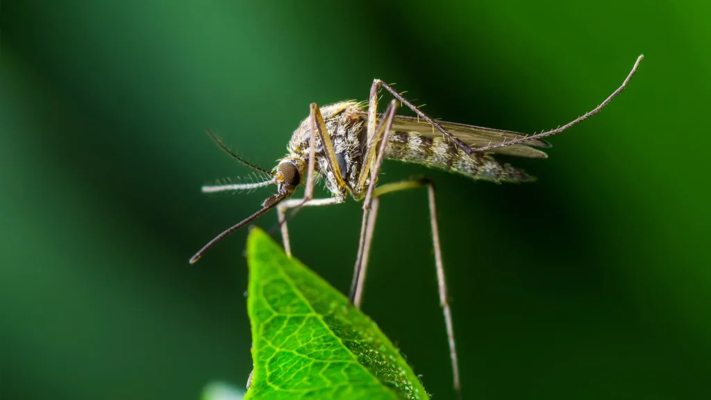 Mosquito Killer Machine